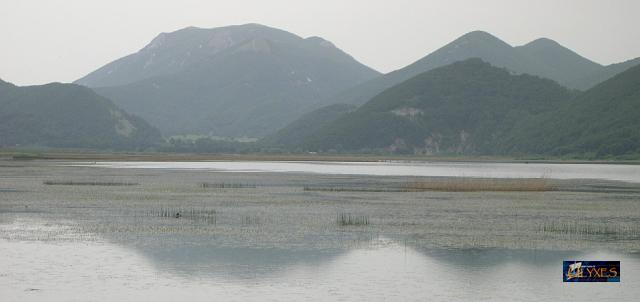 uccelli sul lago.JPG